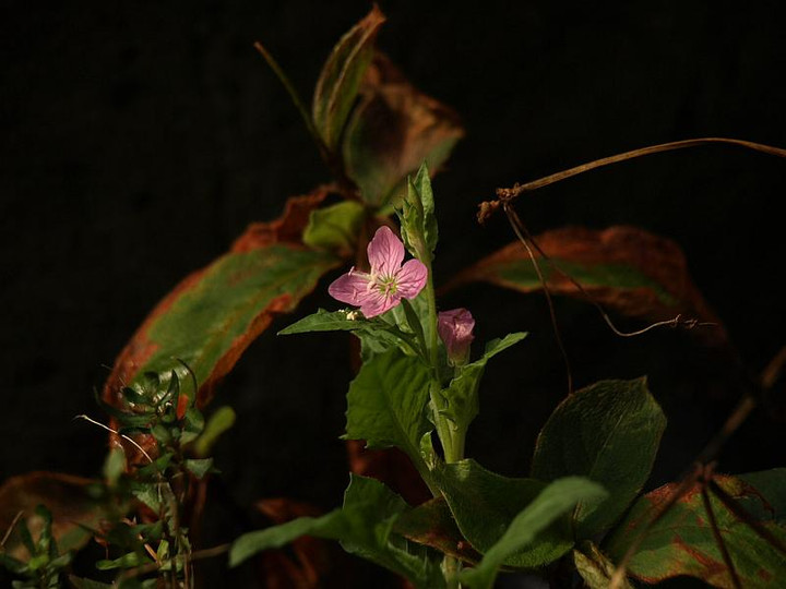 P9166057