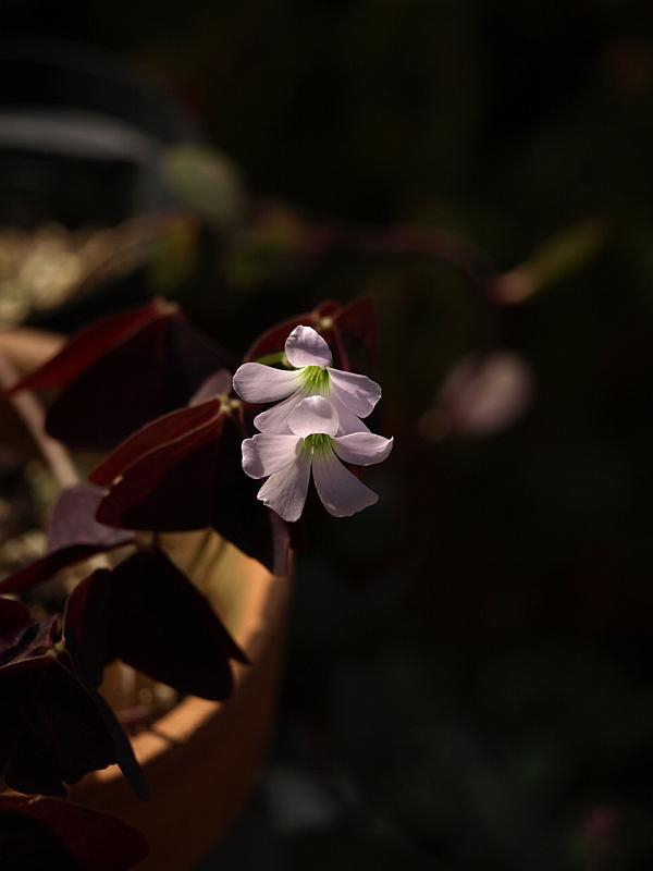 P9217655