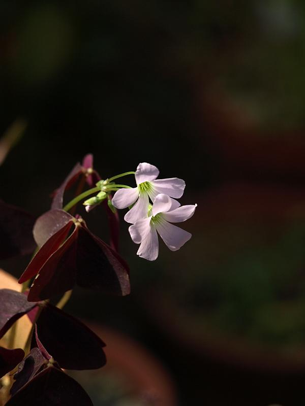 P9217659