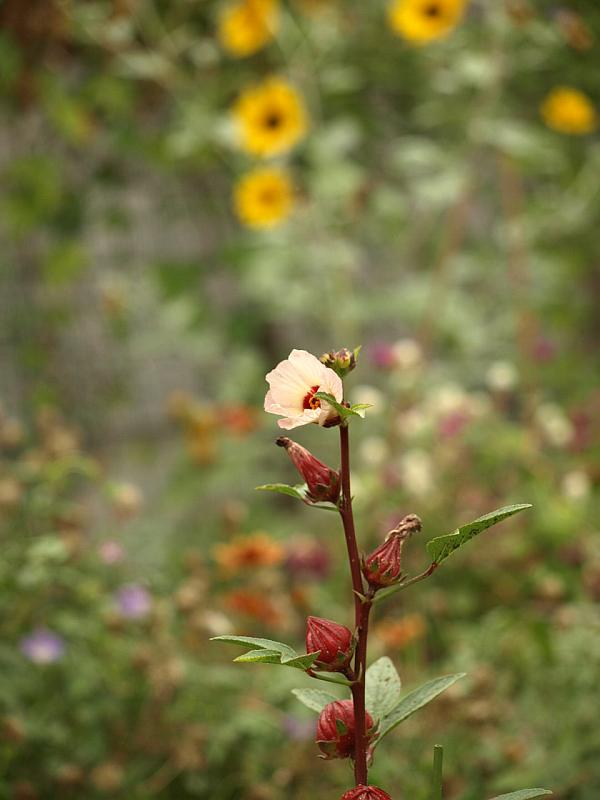 P9279051