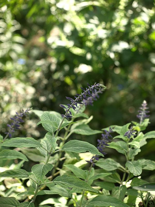 P9299267