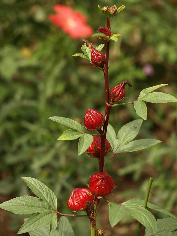 P9299347