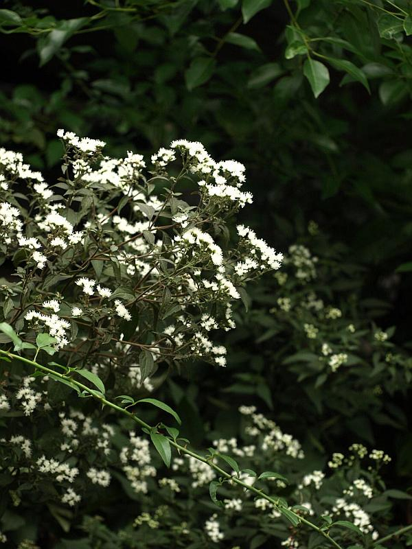 Pa050282