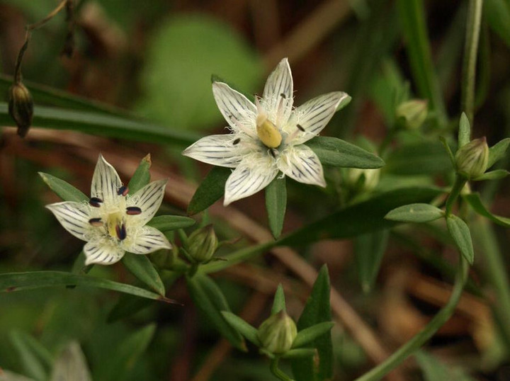 Pa296207inusennburi_kirinuki