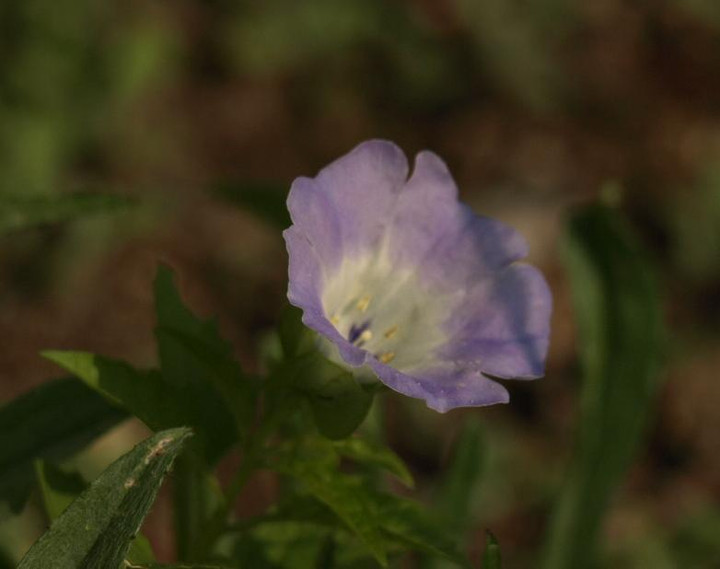 Pb088520