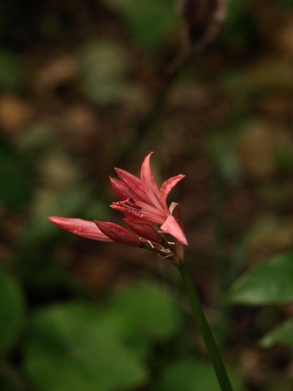 Pb119106
