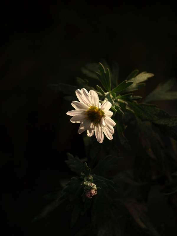 Pb170578
