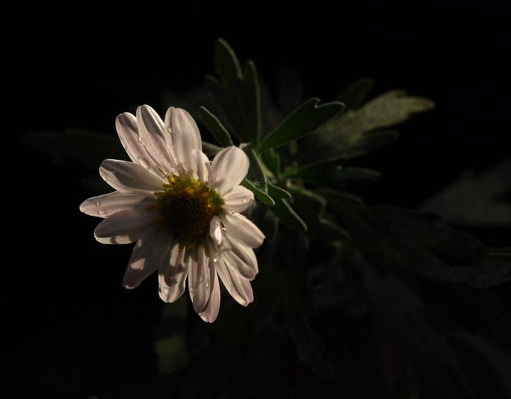 Pb170585