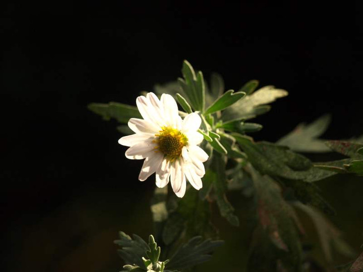 Pb170590