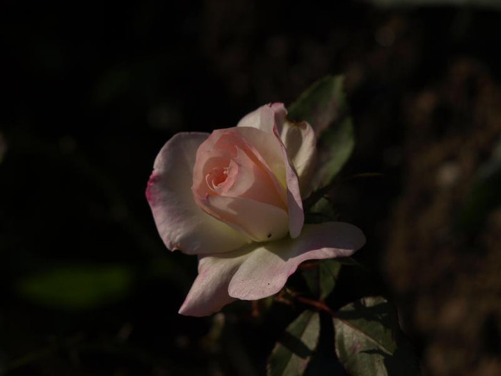 Pc013330