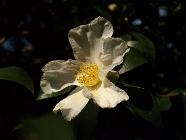 Pc054170_2