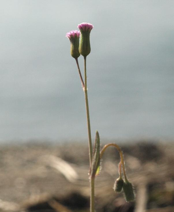 Pb302811usubeninigana_tate