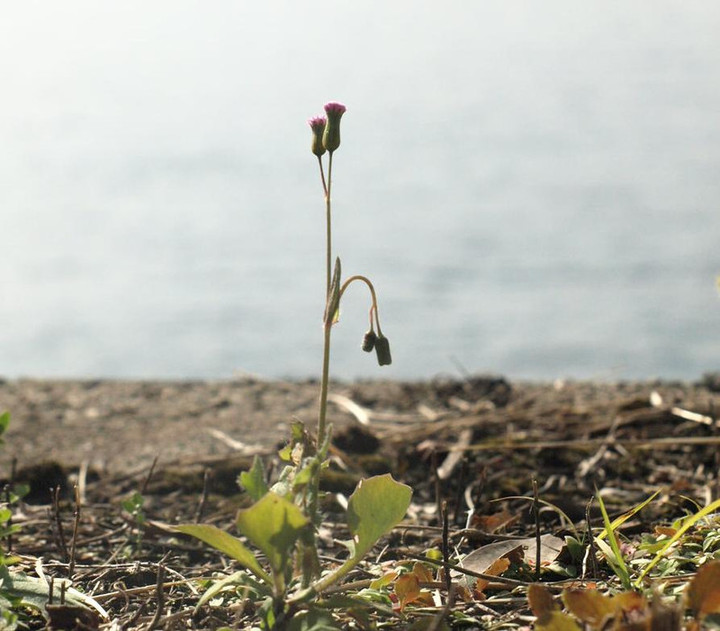 Pb302814usubeninigana