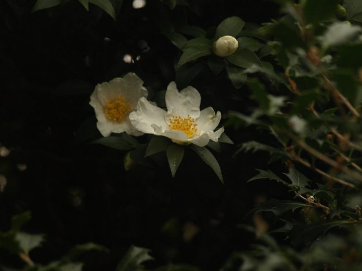 Pc1148852_2