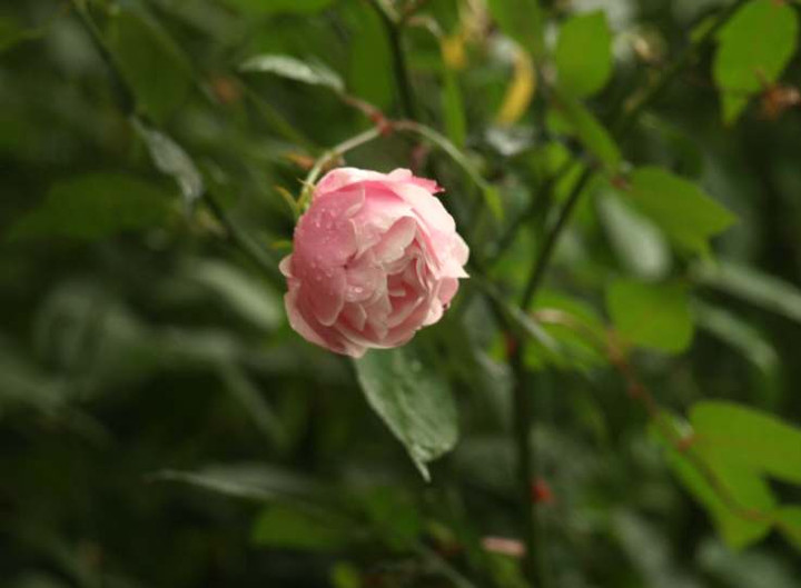 Pc135454