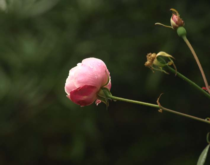 Pc135523