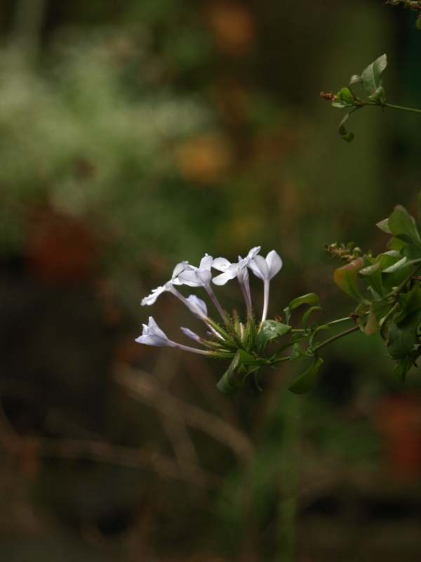 Pc135526