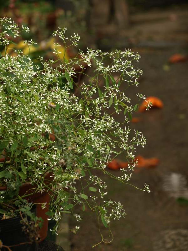 Pc135529
