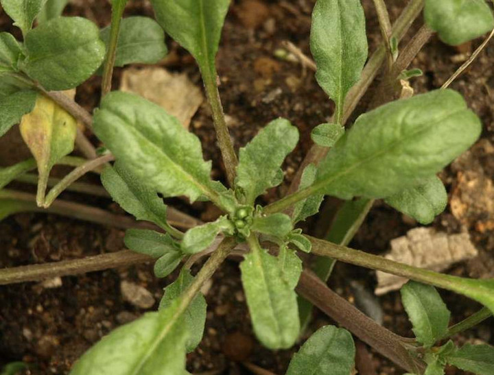 Pc145595
