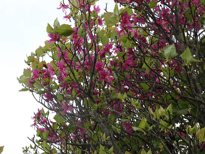 P6167257turugimitubatutuji