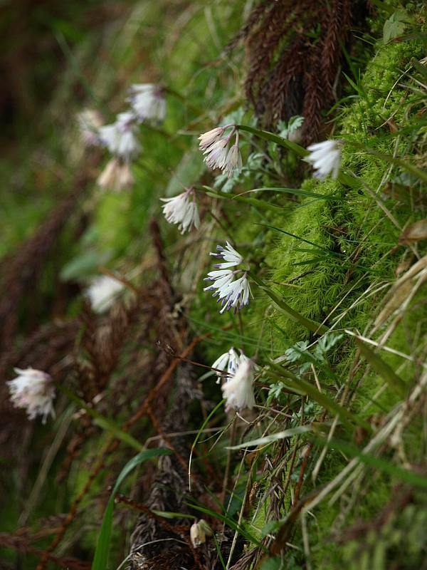 P3142428sirobanasyoujyoubakama