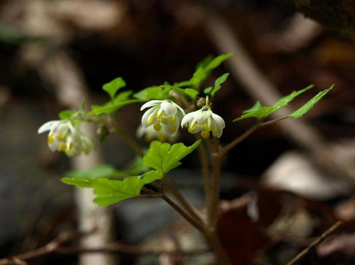 P3142585saikokusabanoo