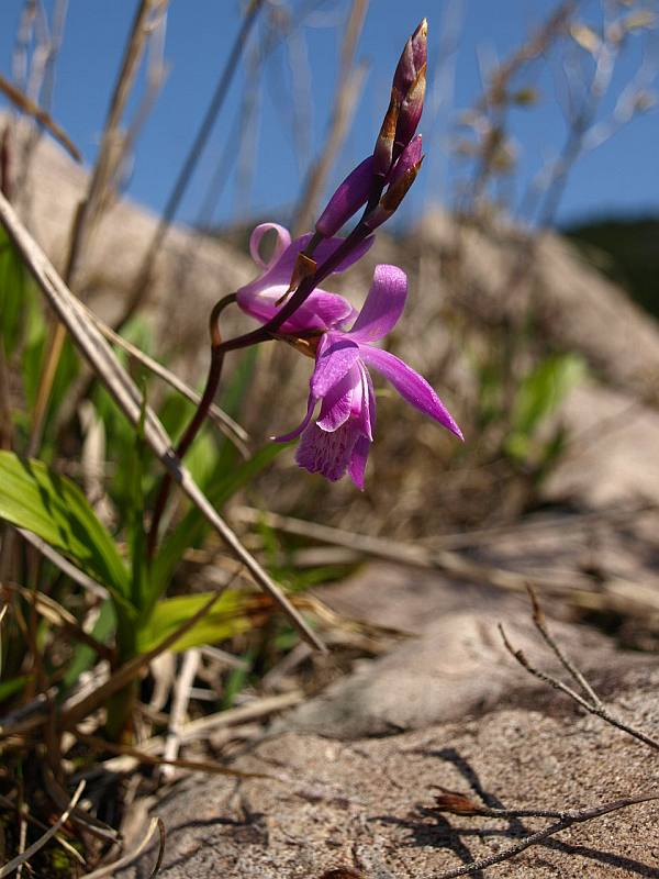 P3275307yaseino_sirann