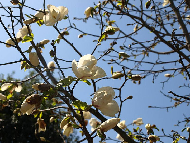 P3275327kobusimodoki