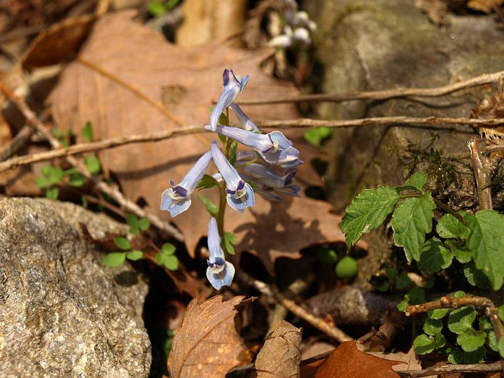 P4048301yamaenngosaku_2