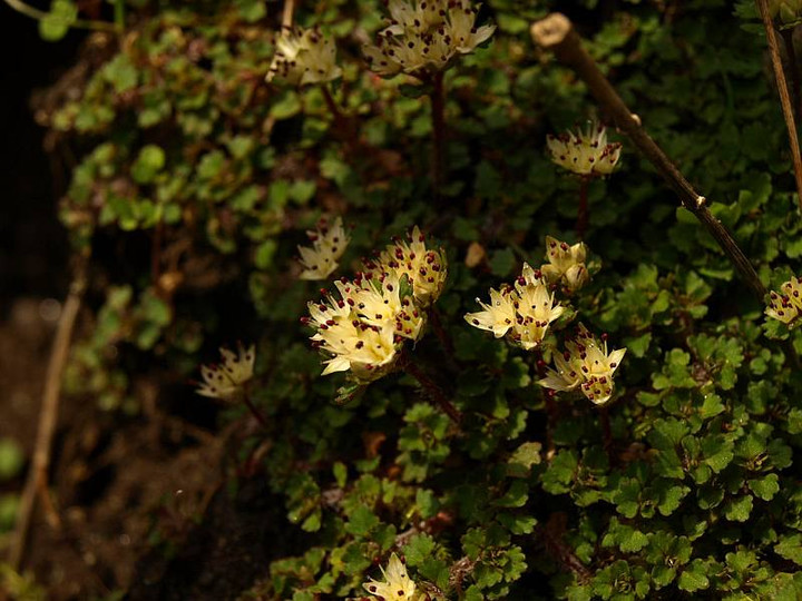 P4048279sirobananekonome