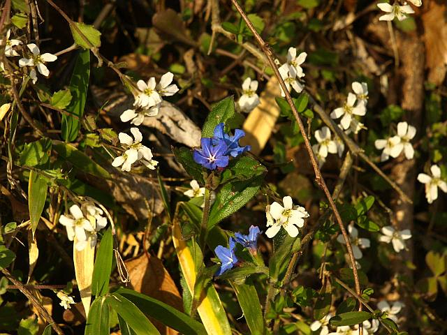 P4059540hotarukazura