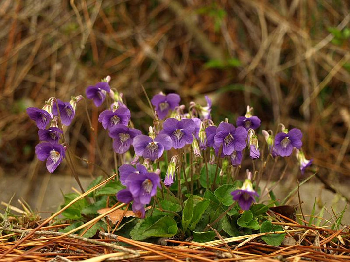 P4132230nioitatitubo