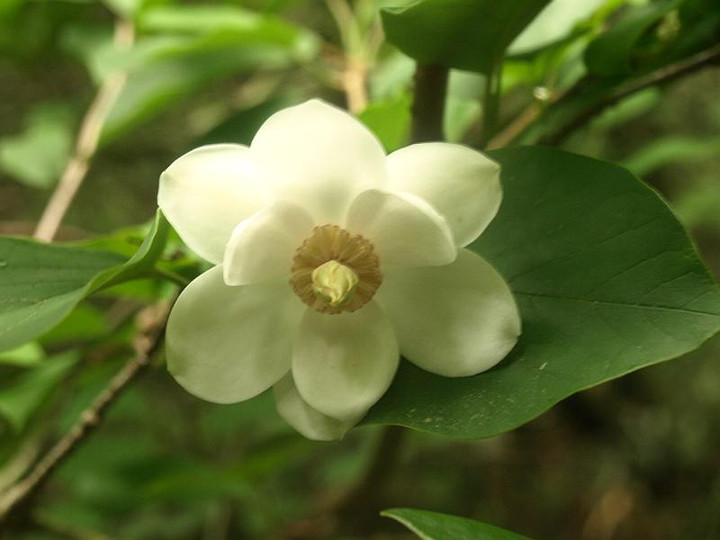 P7012534ooyamarennge_dai