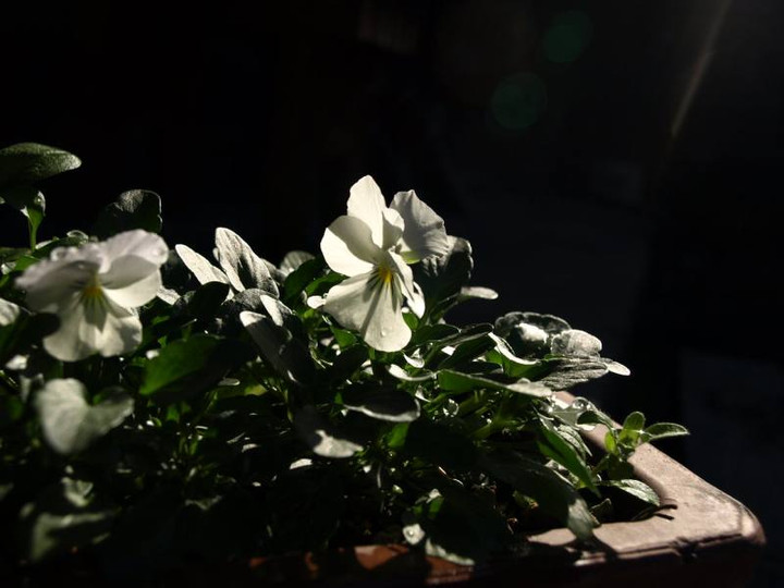 P1067772