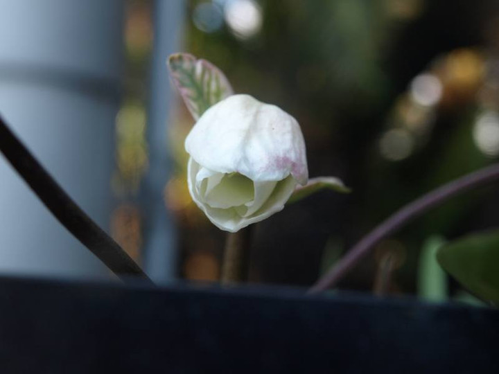 P1108435
