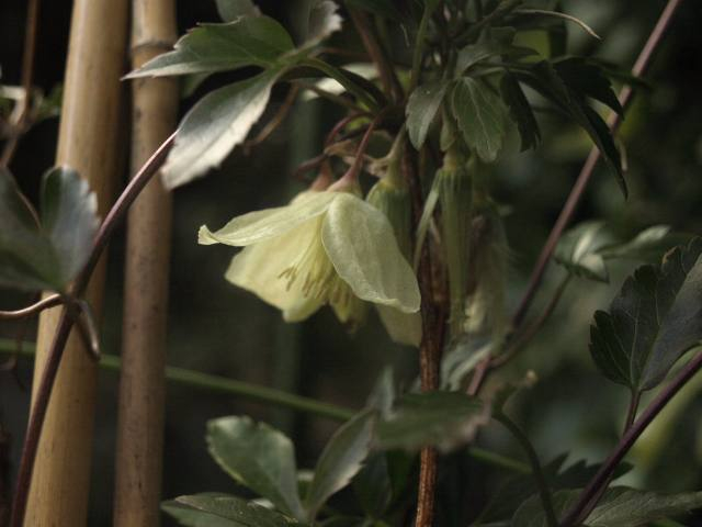 P1118452