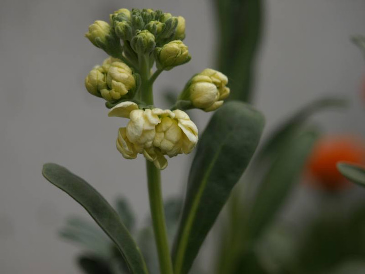 P2183060