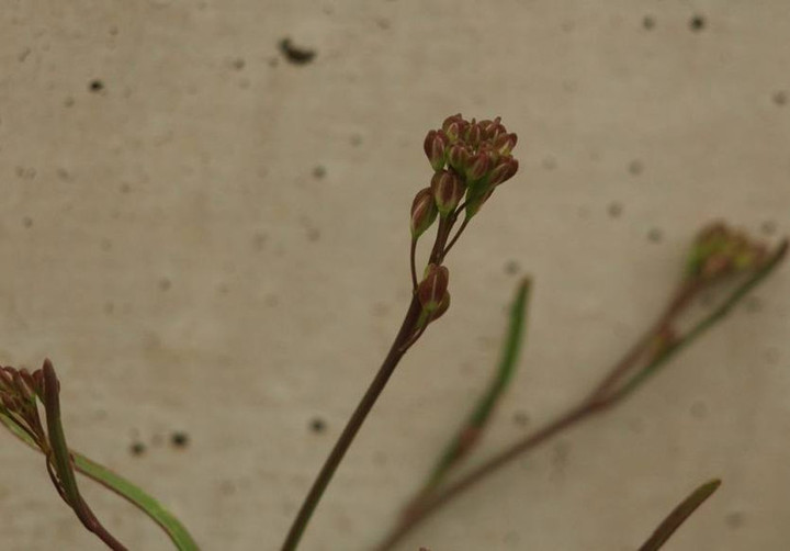 P2183131