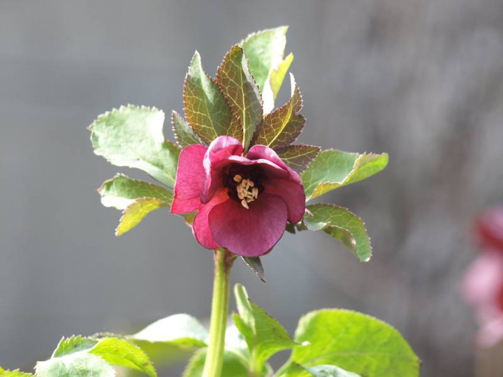 庭の四季を綴る : スモーキーブルーなど、今日のクリスマスローズ