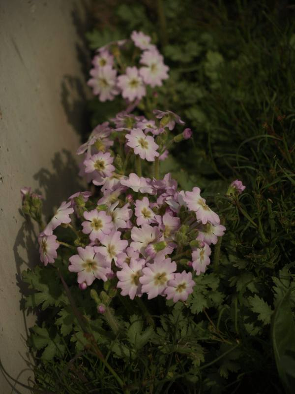 P2234069