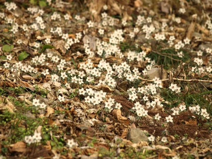 P2254369setubunnsou_2