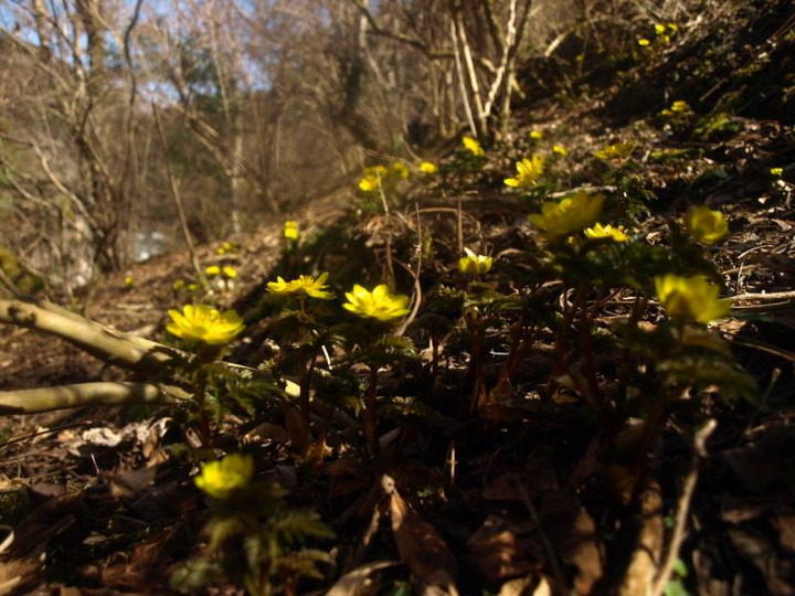 P3056161hukujyusou_gunnsei_1