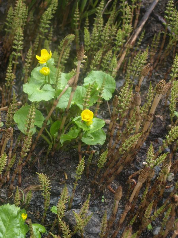 P7175475_siroumanotukusi