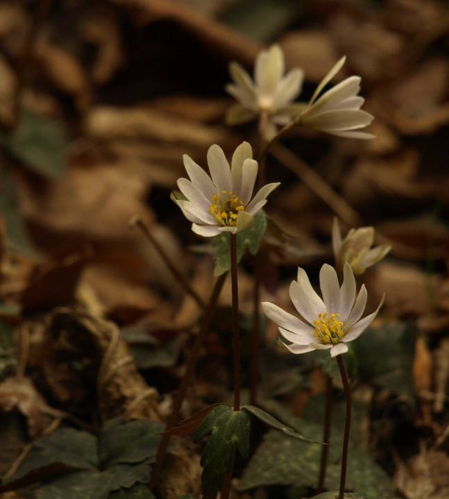 P4022382yukiwariitige_tate