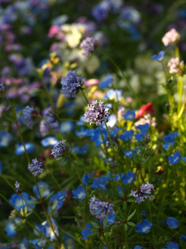 P4253568tamakurumabasou_bi