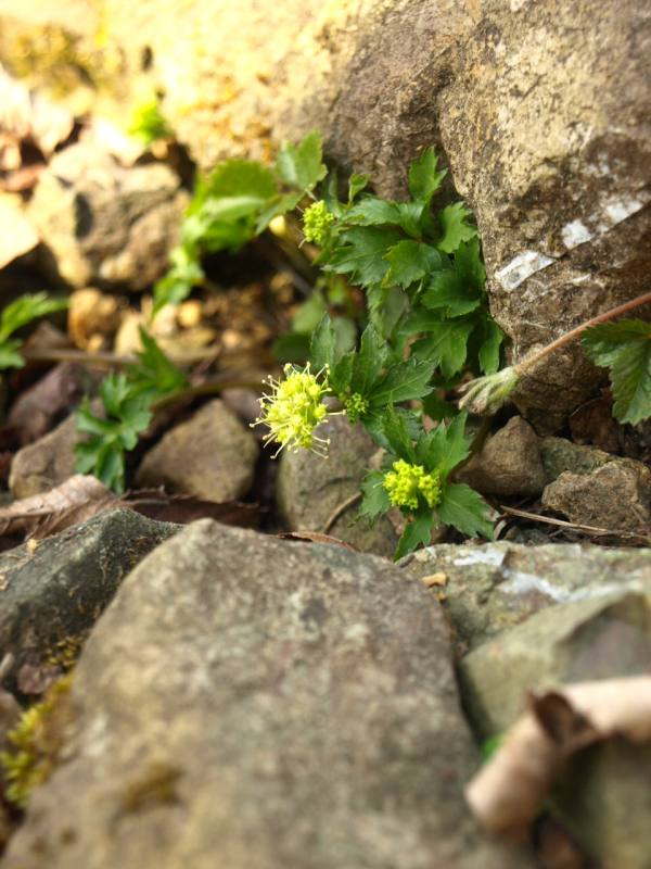 P4294931hukiyamitiba_1