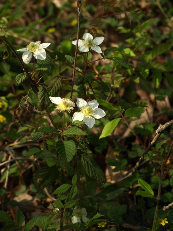 山好き、花好き : ４月下旬に見た花、その３,イブキシモツケとマルバアオダモ