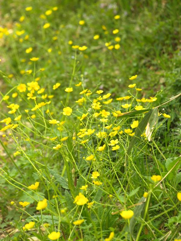 P4263788kinnpouge_gunnsei