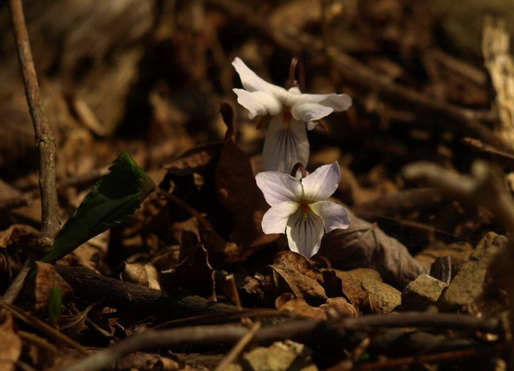P4294734nagabanosumiresaisinn