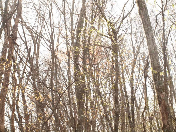 P5067043tennoyouna_mebuk